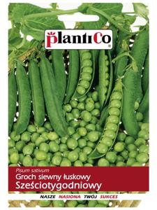 Groch siewny uskowy Szeciotygodniowy 40g PL - 2874229870