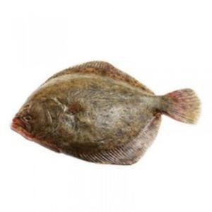 Turbot, ca - 2822712632