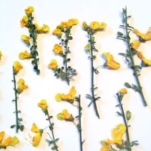 Kwiatki na gazkach YELLOW wys ga 2-7 cm , kwiatki 1,5-2 cm - 6 gazek - 2877282941