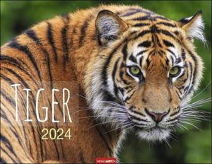 Tiger 2024 calendar tygrysy kalendarz z wielkimi kotami tygrysami - 2876108644