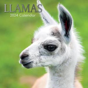 Llamas  - 2876531603
