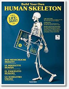 Build Your Own Human Skeleton - Life Size! - 2875650786