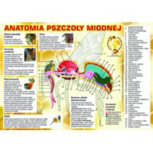 Tablica informacyjna maa "anatomia pszczoy miodnej"