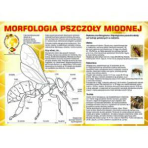 Tablica informacyjna maa "morfologia pszczoy miodnej"