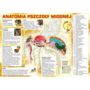 Tablica informacyjna dua "anatomia pszczoy miodnej".