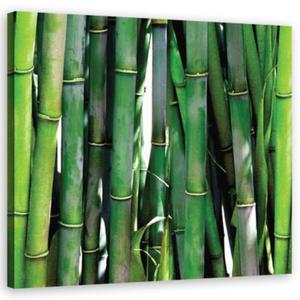 Obraz na ptnie, Zielone bambusy - 60x60 - 2873867586
