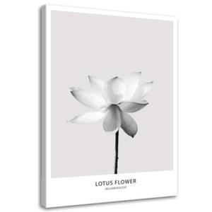 Obraz na ptnie, Biay kwiat lotosu - 80x120 - 2869650614