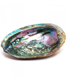 Muszla Paua Abalone z Nowej Zelandii - 2872957187