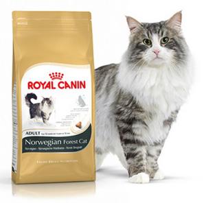 Royal Canin Norwegian Forest Cat Adult 2kg - 2498296722