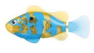 Rybka tropikalna óto-niebieska Robo Fish
