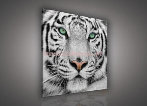 Obraz na pótnie PP1364 Biay tygrys