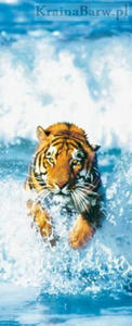 Fototapeta 590 Bengal Tiger - 2827567331