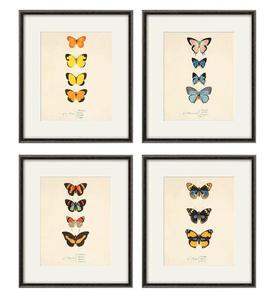 Grafika motyle motyl prezent historia natura - 2861167480