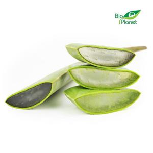 Aloes wiey BIO (okoo 0,60 kg) Bio Planet - 2874586533