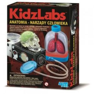 Anatomia Narzdy Czowieka KidzLabs 4M - 2869347857