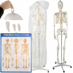 Szkielet Stela Czowieka Kociotrup Model Anatomiczny Ludzki Kociec - 2877147362