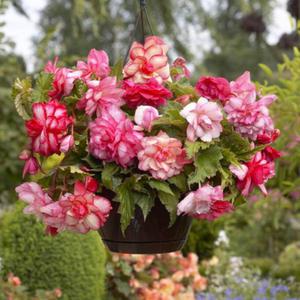 Begonia zwisajca pena Pink Balcony 1 szt. - 2867296381