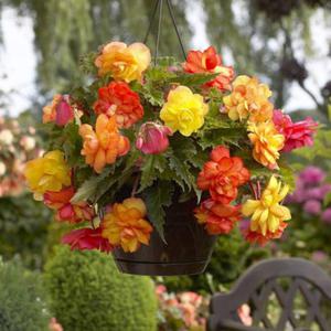 Begonia zwisajca pena Golden Balcony 1 szt. - 2867296382