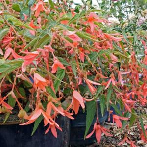 Begonia Zwisajca Bertini San Francisco 1 szt. - 2867296386