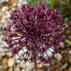 Allium Czosnek Firmament 1 szt. - 2869901262