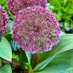 Allium Czosnek Red Giant Star 1 szt. - 2869901265