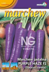 Marchew Purple Haze pna 0,3g / L / - 2871957186