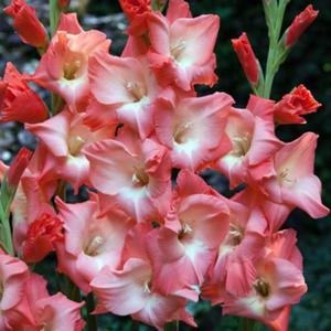 Gladiolus Mieczyk Jasnorowy 1 kg. - 2872464314