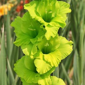 Gladiolus Mieczyk Zielony 1 kg. - 2872464315