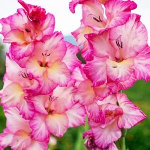 Gladiolus Mieczyk Rowy 1 kg. - 2872464318