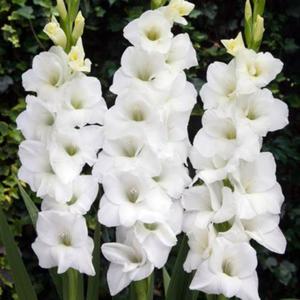 Gladiolus Mieczyk Biay 1 kg. - 2872464320