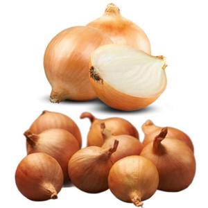 Cebula Dymka Szalotka Golden Gourmet 0,5 kg - 2877836266