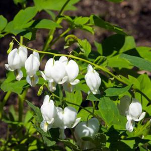 Dicentra Alba Serduszka okazaa biaa 1 szt. - 2862428398