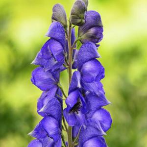 Aconitum napellus Tojad mocny 1 szt. - 2862428399