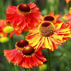 Helenium Dzielan Hot Lava 1 szt. - 2862428409