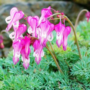 Dicentra Luxuriant Serduszka mieszacowa 1 szt. - 2862428412