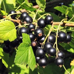 Porzeczka czarna - krzew owocowy - sadzonka 1 szt. - 2862428635