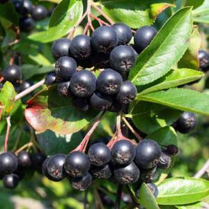 Aronia - krzew owocowy - sadzonka 1 szt. - 2862428638