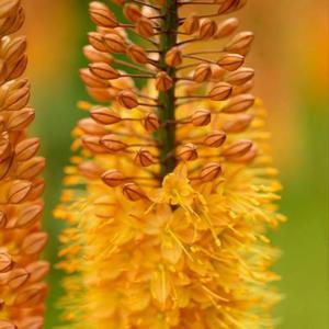 Eremurus Pustynnik Pinokkio 1 szt. - 2867296258