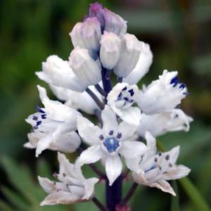 Muscari Szafirek Bellevalia Romana 5 szt. - 2867296260