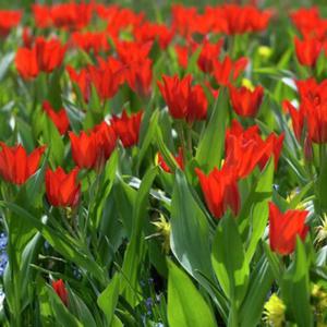 Tulipan botaniczny Van Tubergen's Variety 5 szt. - 2867296263