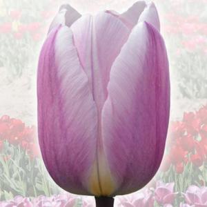 Tulipan elitarny Jolanta Kwaniewska 5 szt. - 2867296265