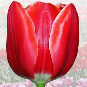 Tulipan elitarny Leszek Miller 5 szt. - 2867296266