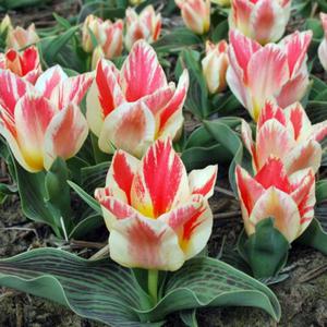 Tulipan Greiga niski Selim 5 szt. - 2867296270