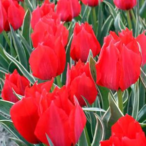 Tulipan Greiga niski Rob Verlinden 5 szt. - 2867296271