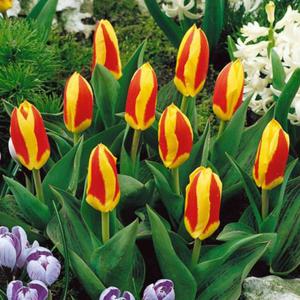 Tulipan Kaufmanna niski Stresa 5 szt. - 2867296273