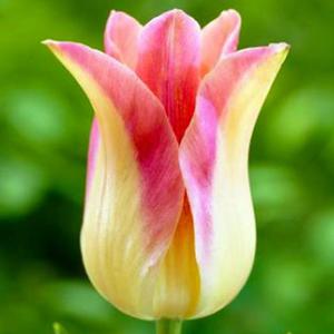Tulipan lilioksztatny Elegant Lady 5 szt. - 2867296274