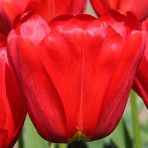 Tulipan Darwina Apeldoorn 5 szt. - 2867296279