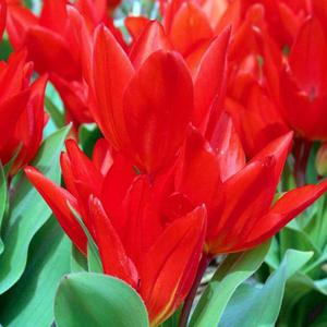 Tulipan niski preastans Fusilier 5 szt. - 2867296284