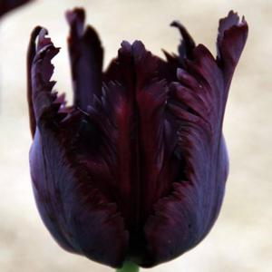 Tulipan papuzi Black Parrot 5 szt. - 2867296285