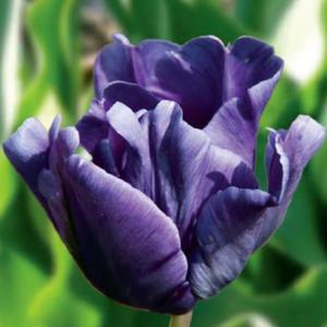 Tulipan papuzi Blue Parrot 5 szt. - 2867296287